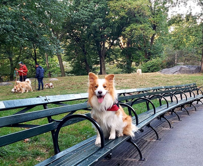 Benches Of Central Park preview 3